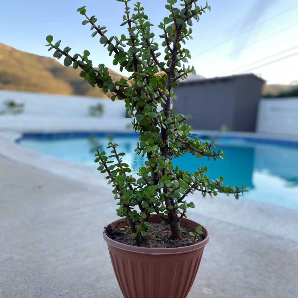 Live Elephant Bush Plant!